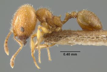 Media type: image;   Entomology 32035 Aspect: habitus lateral view